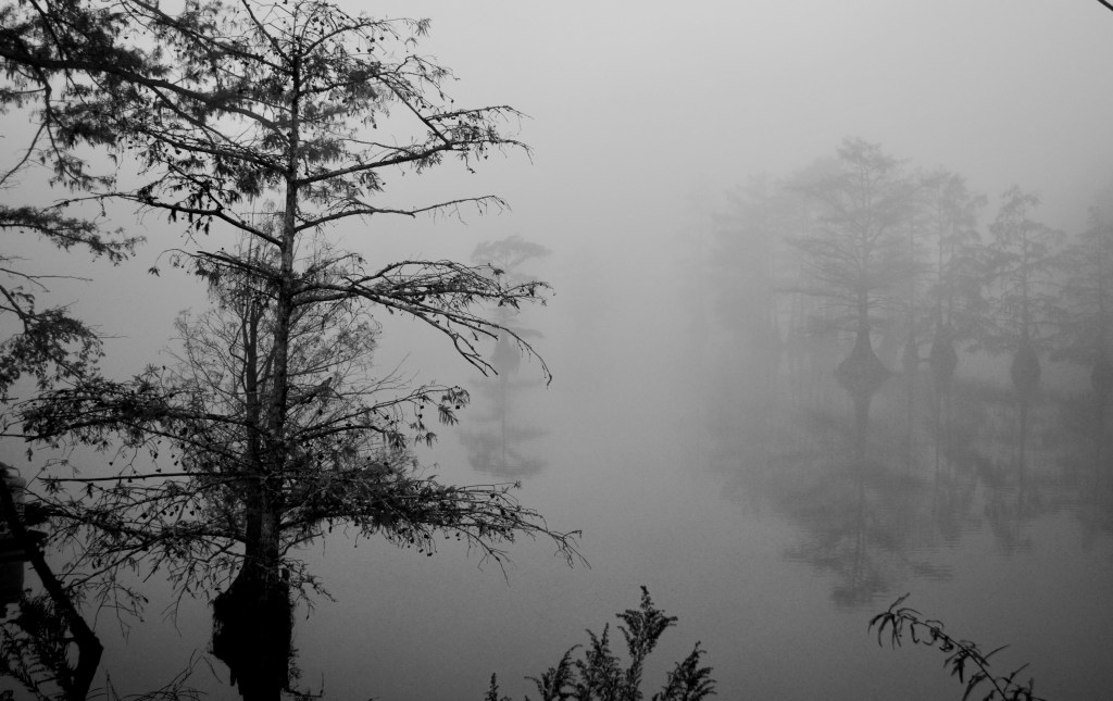 Misty Southern forest at night